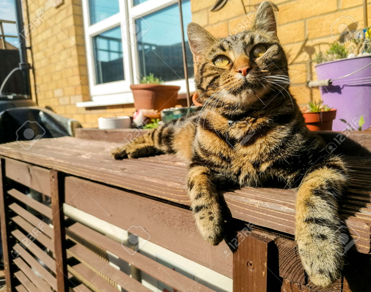 A dark coloured cat enjoys the heat of the sun, during summertime, and relaxes in the sunshine. - 168149664 A dark coloured cat enjoys the heat of the sun, during summertime, and relaxes in the sunshine. - 168149664