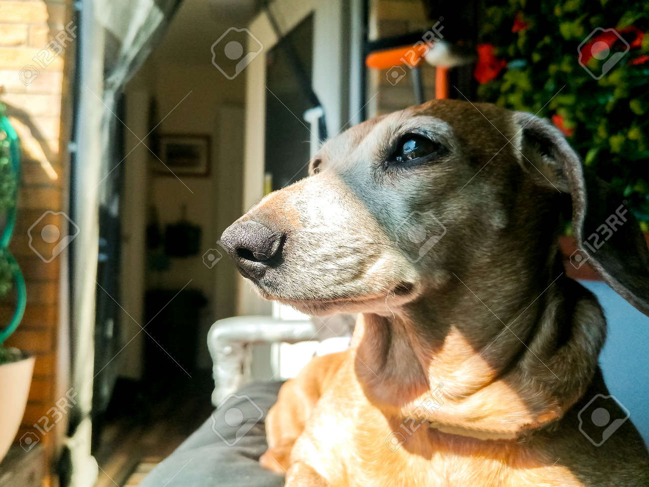 A lazy Miniature Dachshund enjoying relaxing taking in it's surroundings. - 168149665 A lazy Miniature Dachshund enjoying relaxing taking in it's surroundings. - 168149665