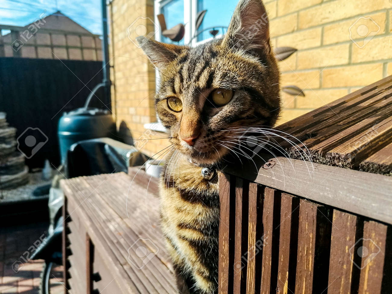 A dark coloured cat enjoys the heat of the sun, during summertime, and relaxes in the sunshine. - 168149668 A dark coloured cat enjoys the heat of the sun, during summertime, and relaxes in the sunshine. - 168149668
