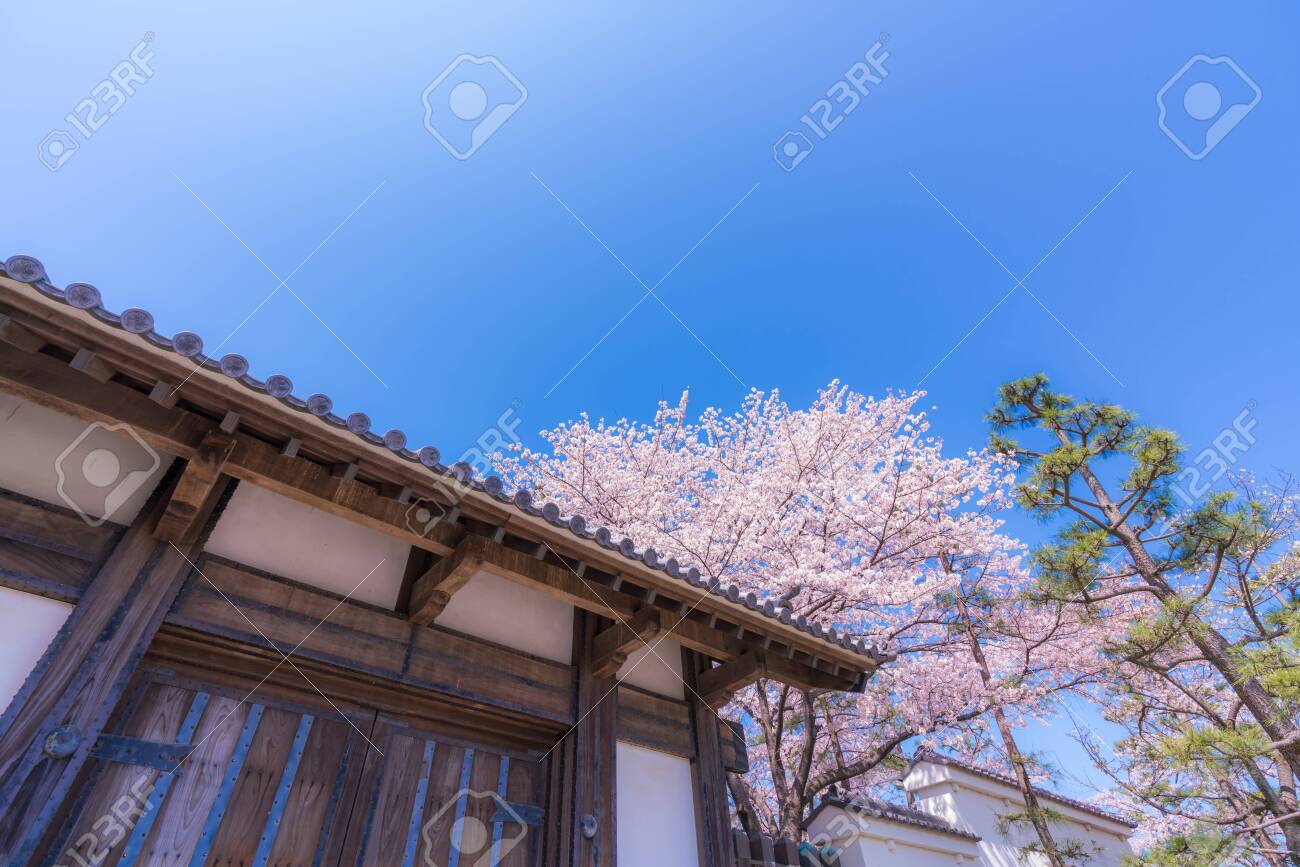 Spring in Japan, Cherry Blossoms of Oshi Castle, Gyoda, Saitama Prefecture - 136597104 Spring in Japan, Cherry Blossoms of Oshi Castle, Gyoda, Saitama Prefecture - 136597104