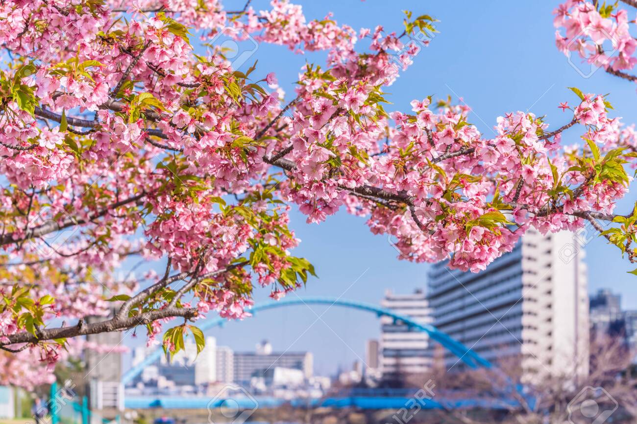 Spring in Japan, Tokyo, Edogawa-ku, Kawazu cherry blossoms along the former Nakagawa River - 136548531 Spring in Japan, Tokyo, Edogawa-ku, Kawazu cherry blossoms along the former Nakagawa River - 136548531