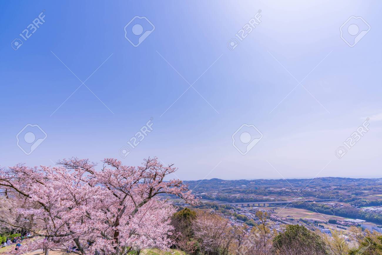 Spring in Japan, Hagino, Kanagawa. Cherry Blossoms in Koboyama Park - 136712437 Spring in Japan, Hagino, Kanagawa. Cherry Blossoms in Koboyama Park - 136712437