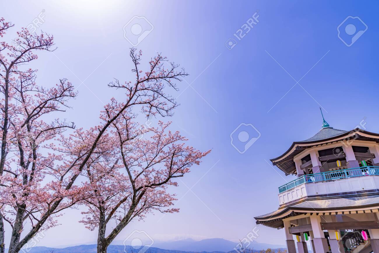 Spring in Japan, Hagino, Kanagawa. Cherry Blossoms in Koboyama Park - 136712441 Spring in Japan, Hagino, Kanagawa. Cherry Blossoms in Koboyama Park - 136712441
