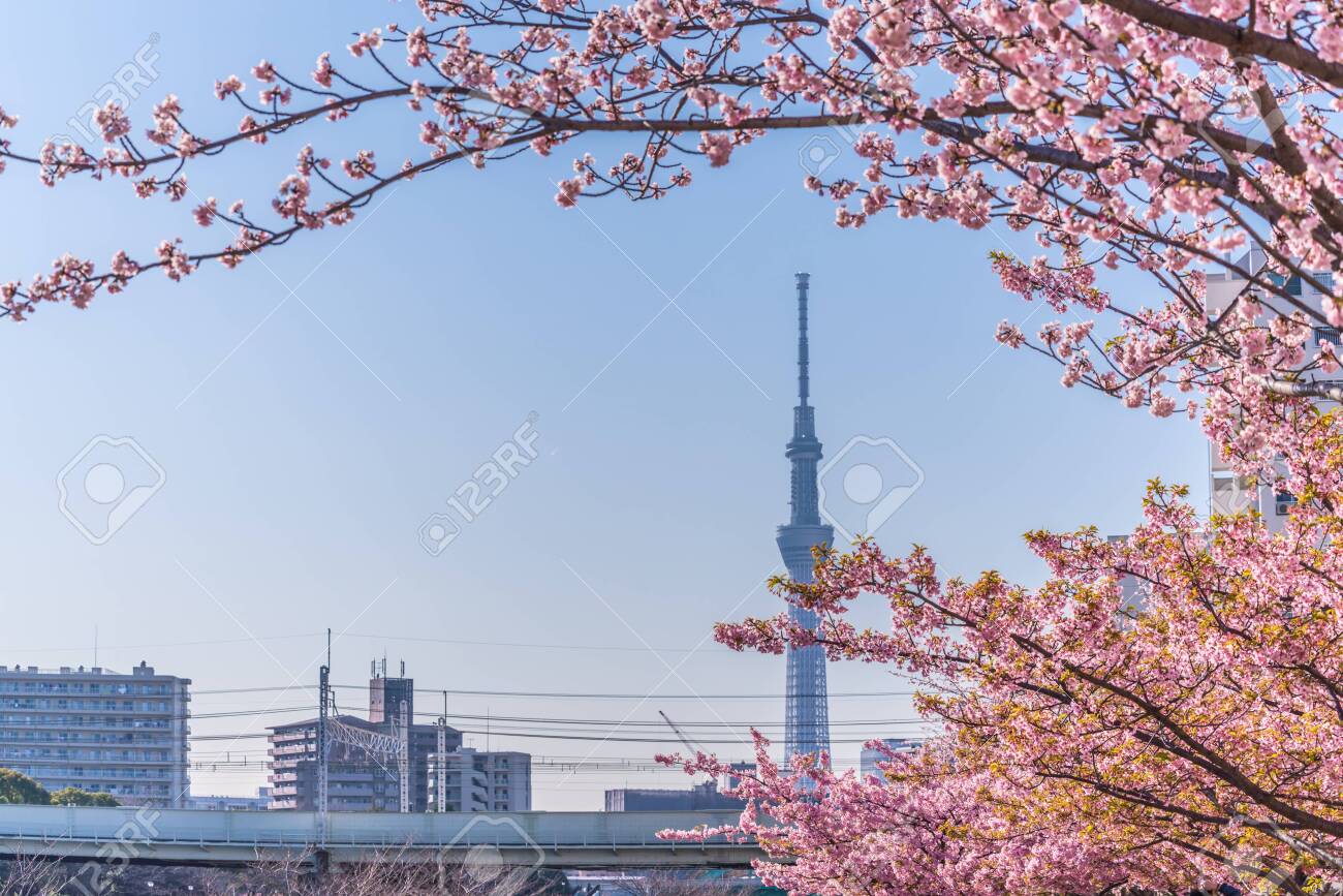 Spring in Japan, Tokyo, Edogawa-ku, Kawazu cherry blossoms along the former Nakagawa River - 136572857 Spring in Japan, Tokyo, Edogawa-ku, Kawazu cherry blossoms along the former Nakagawa River - 136572857
