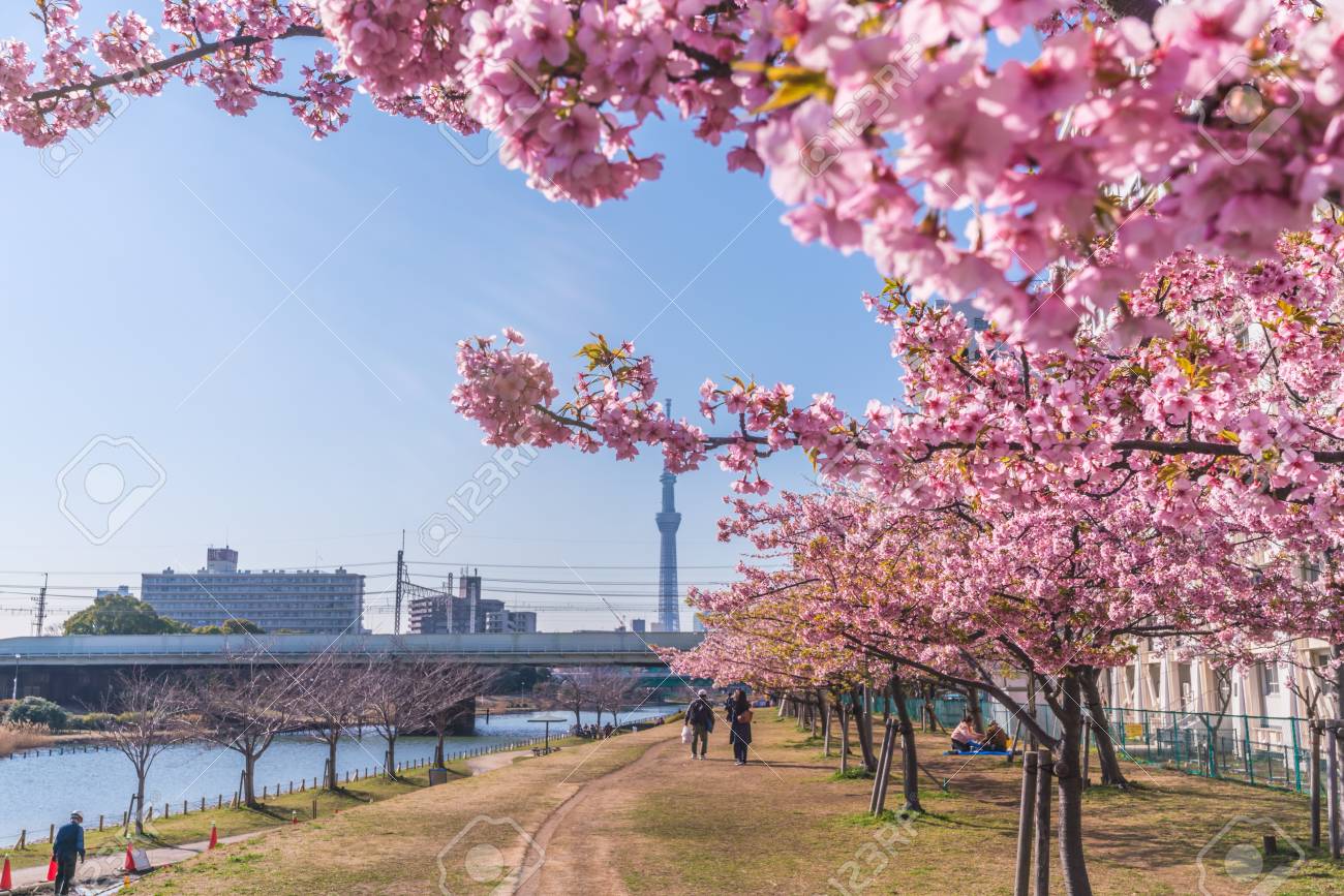 Spring in Japan, Tokyo, Edogawa-ku, Kawazu cherry blossoms along the former Nakagawa River - 136572873 Spring in Japan, Tokyo, Edogawa-ku, Kawazu cherry blossoms along the former Nakagawa River - 136572873