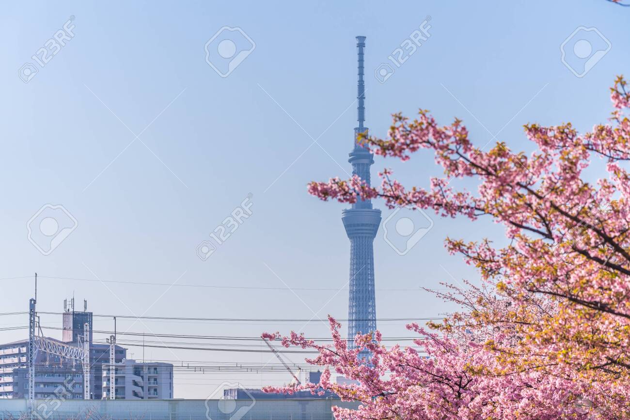 Spring in Japan, Tokyo, Edogawa-ku, Kawazu cherry blossoms along the former Nakagawa River - 136572877 Spring in Japan, Tokyo, Edogawa-ku, Kawazu cherry blossoms along the former Nakagawa River - 136572877
