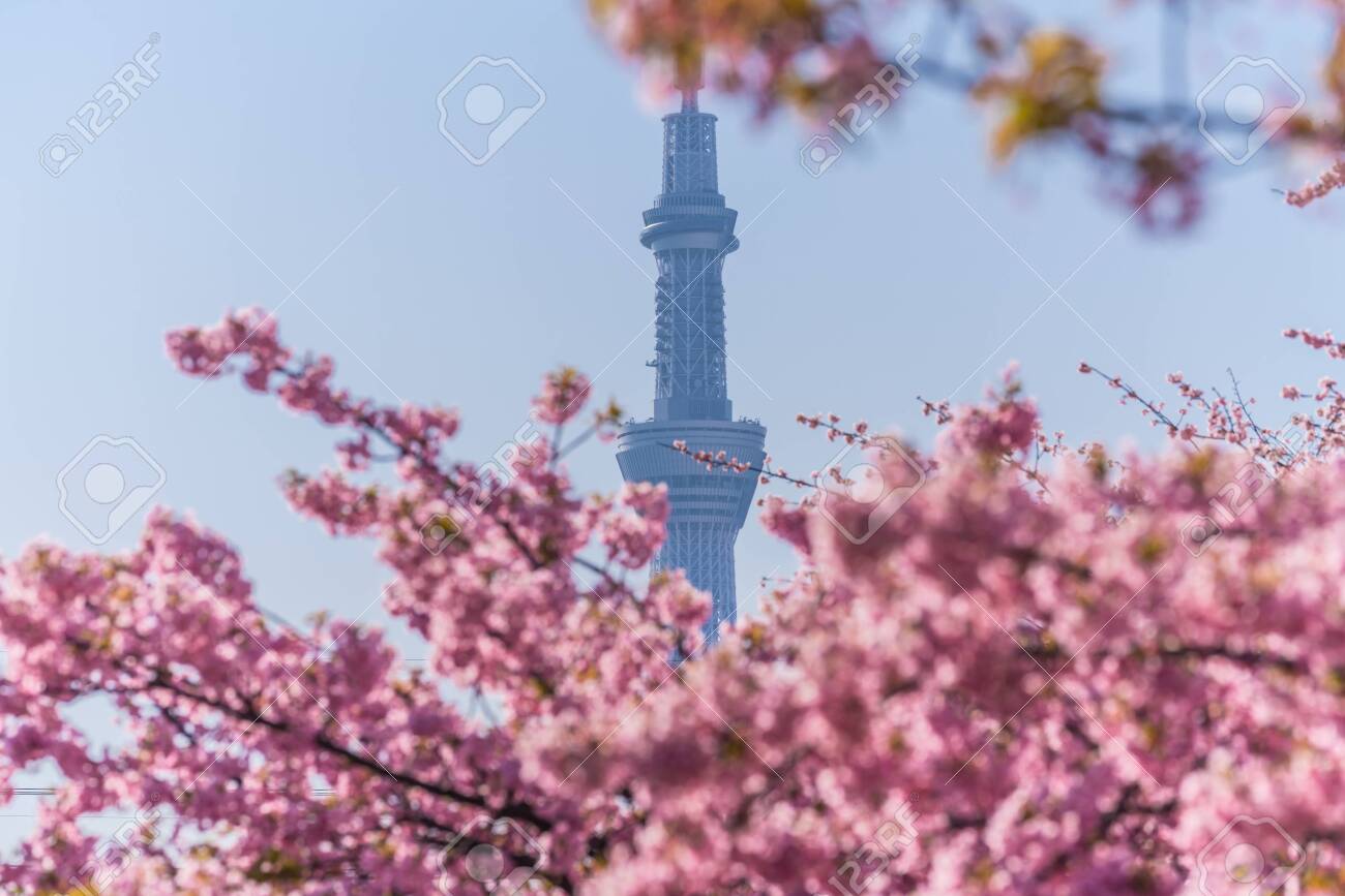Spring in Japan, Tokyo, Edogawa-ku, Kawazu cherry blossoms along the former Nakagawa River - 136572879 Spring in Japan, Tokyo, Edogawa-ku, Kawazu cherry blossoms along the former Nakagawa River - 136572879