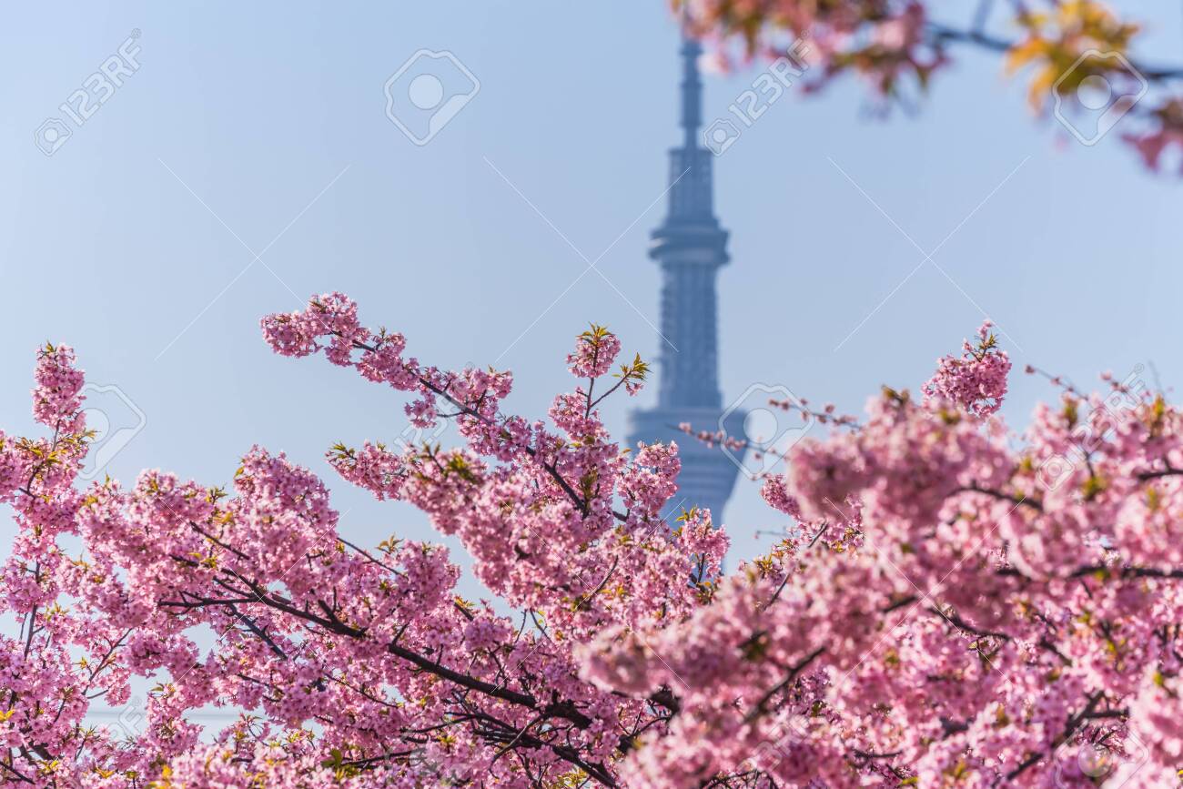 Spring in Japan, Tokyo, Edogawa-ku, Kawazu cherry blossoms along the former Nakagawa River - 136572881 Spring in Japan, Tokyo, Edogawa-ku, Kawazu cherry blossoms along the former Nakagawa River - 136572881