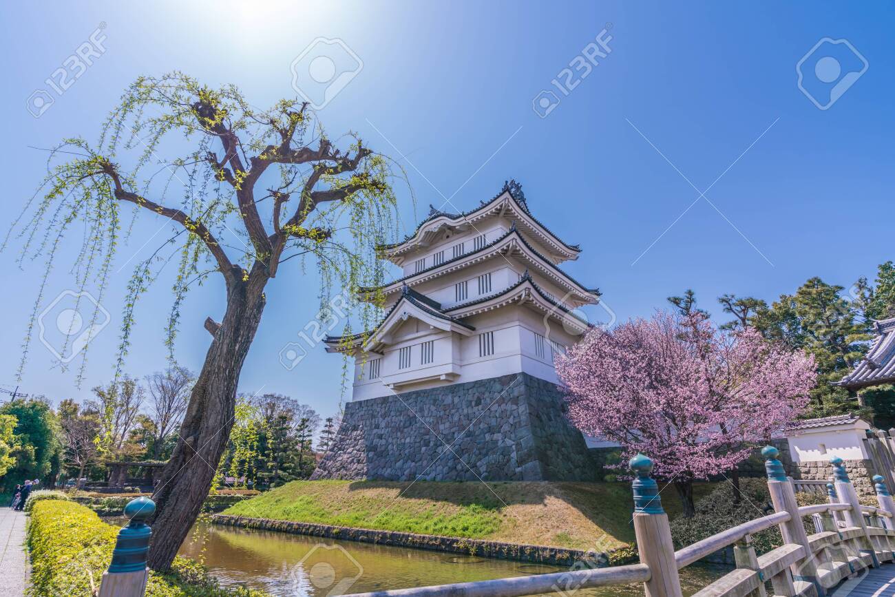 Spring in Japan, Cherry Blossoms of Oshi Castle, Gyoda, Saitama Prefecture - 136574669 Spring in Japan, Cherry Blossoms of Oshi Castle, Gyoda, Saitama Prefecture - 136574669