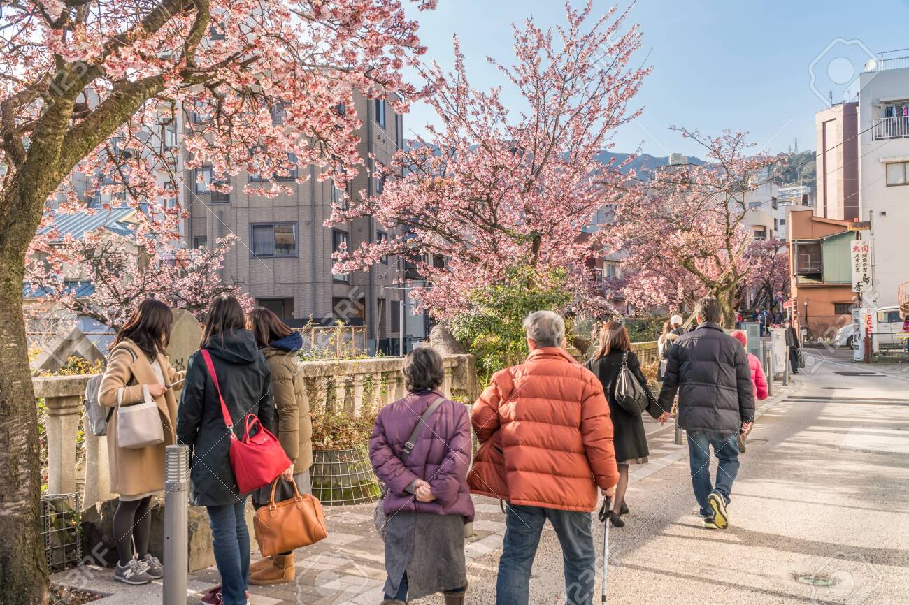Spring in Japan, Atami Hot Spring Early Blooming Cherry Blossoms Along the ito River - 143860497 Spring in Japan, Atami Hot Spring Early Blooming Cherry Blossoms Along the ito River - 143860497