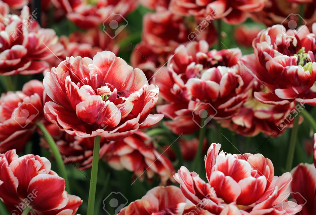 Immagini Stock Grande Quantita Di Tulipani Colorati Fiori Nel Letto Di Fiori Image 83383762