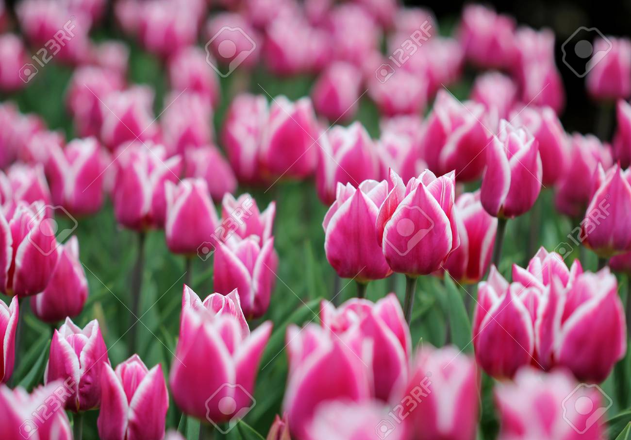 Immagini Stock Grande Quantita Di Tulipani Colorati Fiori Nel Letto Di Fiori Image 83383600