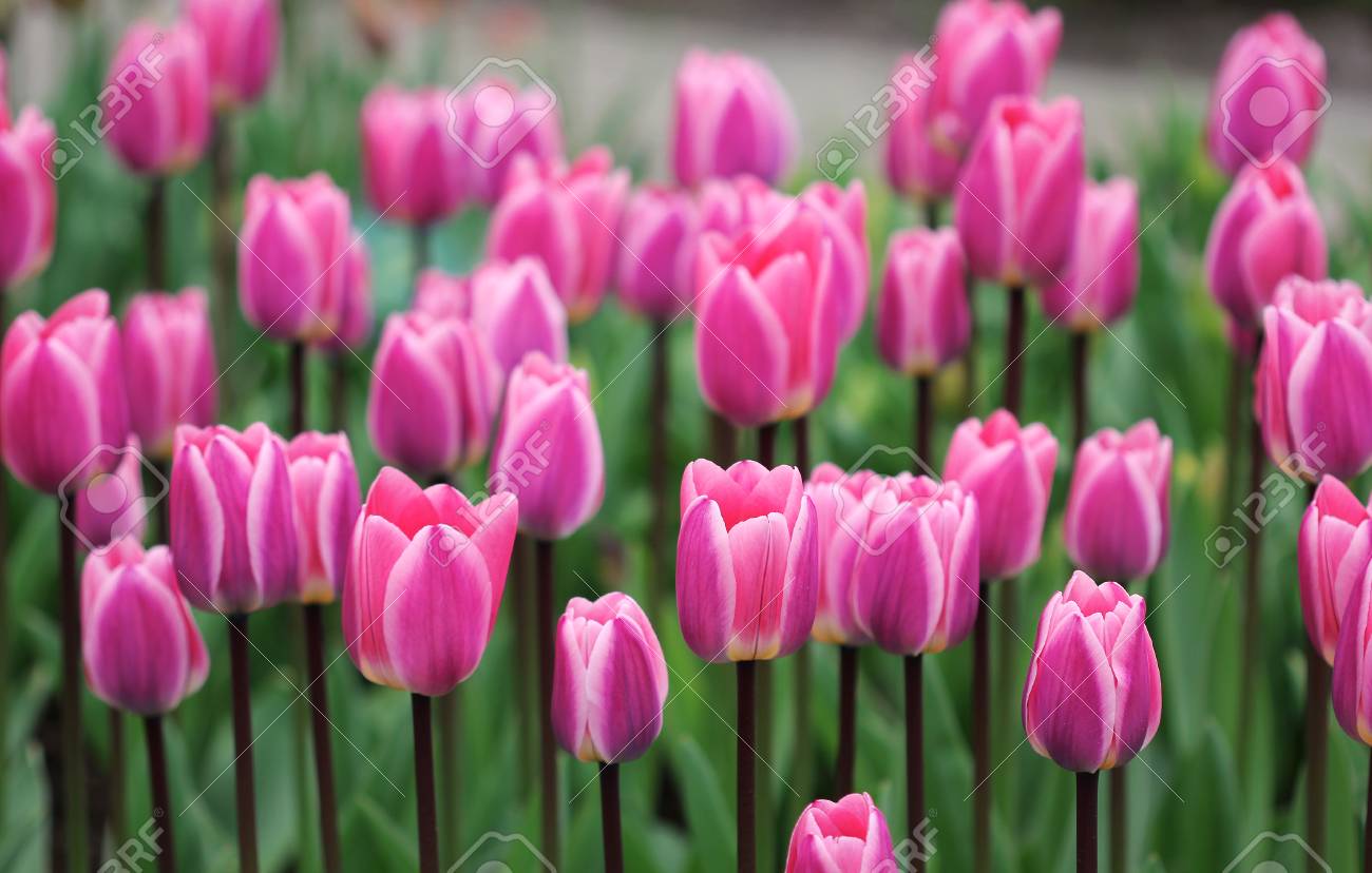 Immagini Stock Grande Quantita Di Tulipani Colorati Fiori Nel Letto Di Fiori Image 83383657