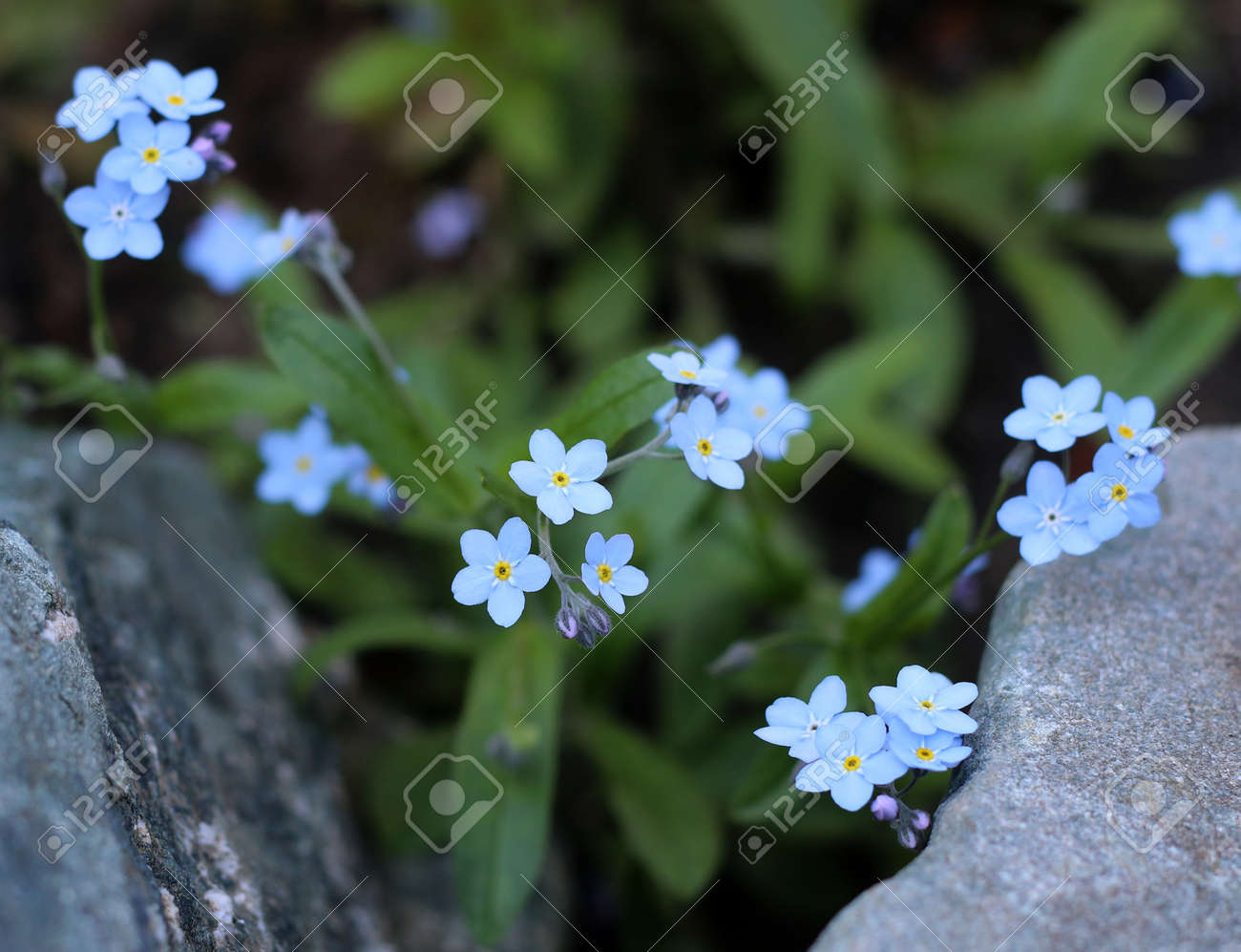 etiam-dictum-ipsum-a-felis