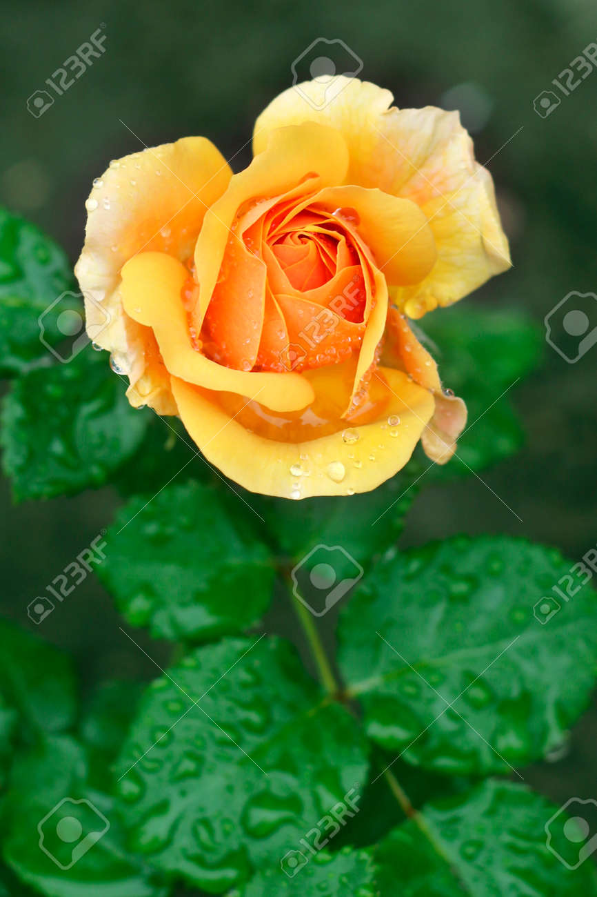 Yellow Rose With Raindrops Close - Up View. Yellow Rose With Water Drops  Close - Up View Stock Photo, Picture and Royalty Free Image. Image  179485215., image size:866x1300