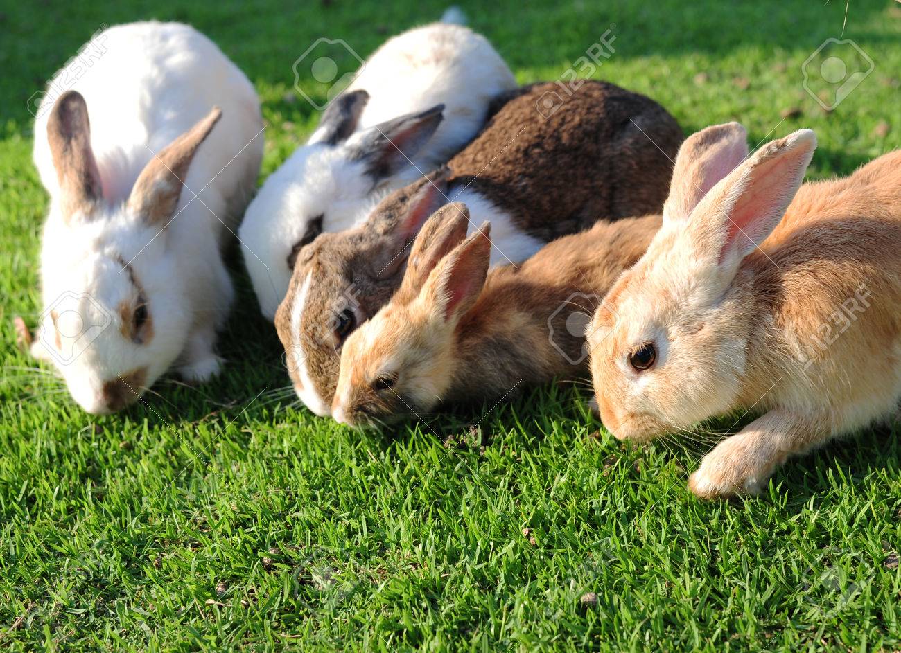 24230328-lots-of-rabbit-in-a-green-grass