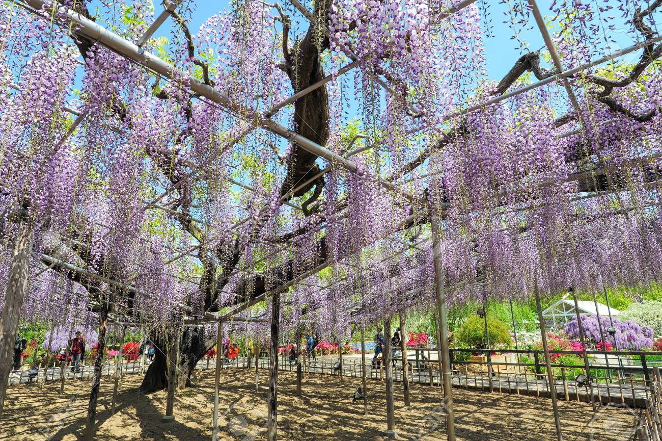 藤の木の画像 の写真素材 画像素材 Image