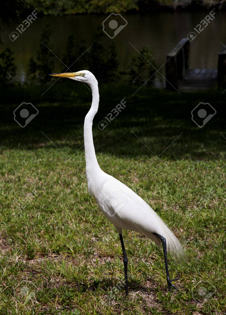 The White Egret On A Background Of Green Grass White Crane Stock Photo Picture And Royalty Free Image Image 29623859