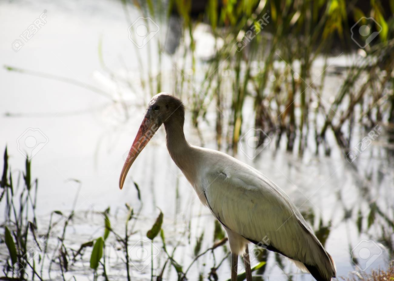 1 つの赤ちゃんコウノトリは フロリダ州にある湖 米国 アメリカ の写真素材 画像素材 Image