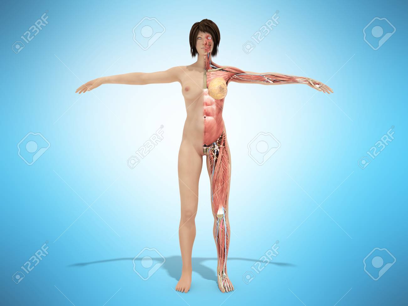 female nude anatomy A Female Nude Body Anatomy For Books 3d Illustration On Blue Stock Photo,  Picture and Royalty Free Image. Image 84159209.