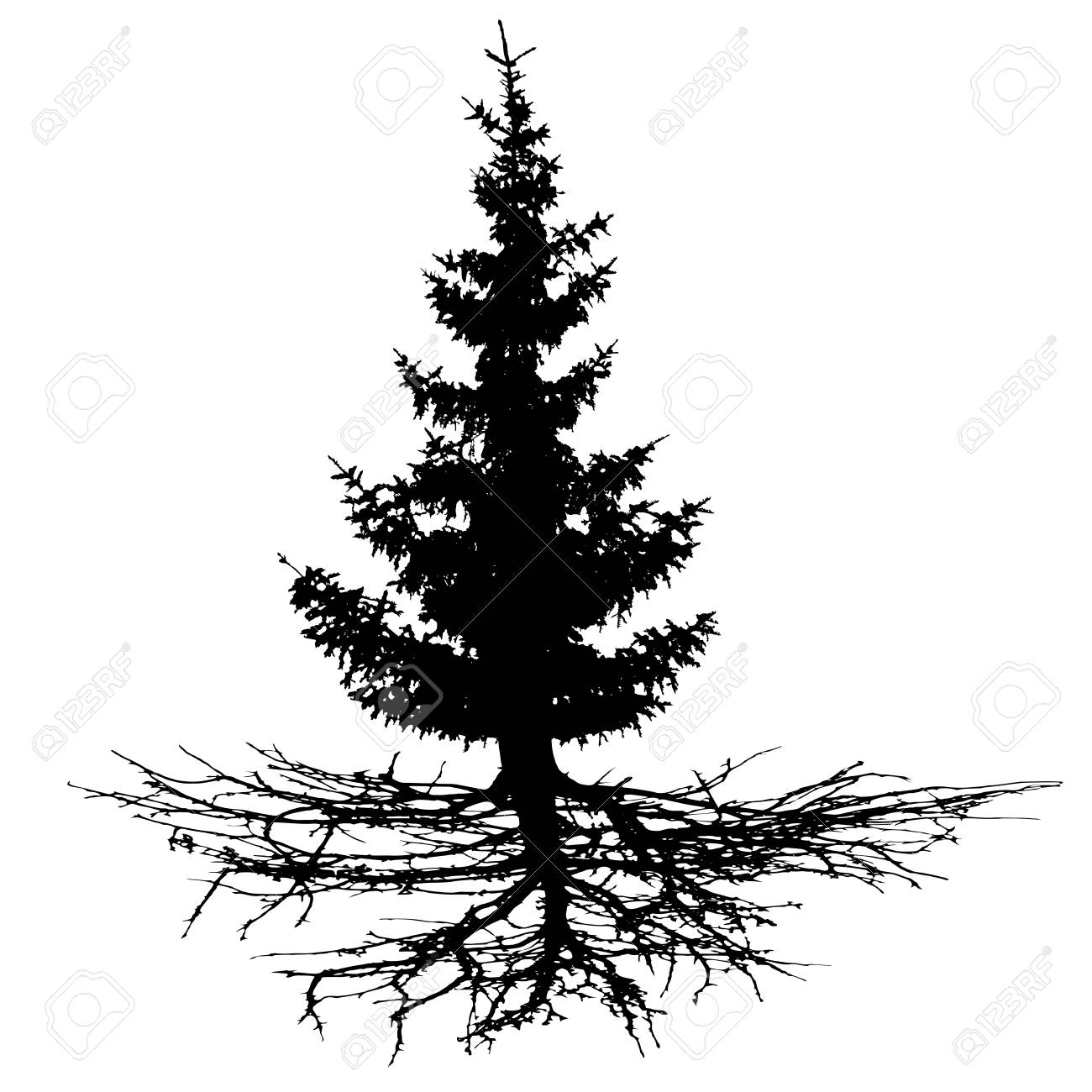 Conifer Tree With Roots, Vector 