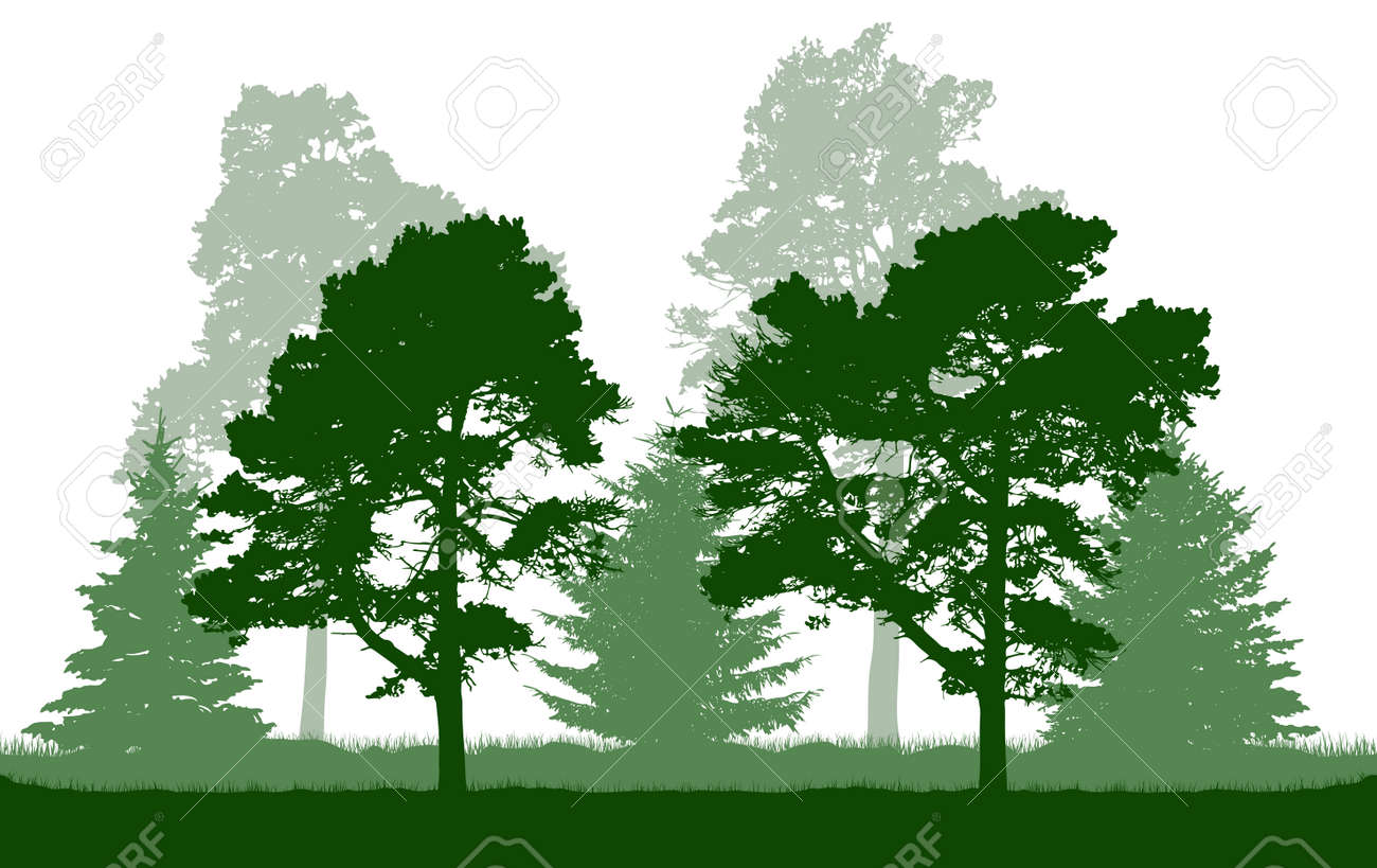 Silhouette of green pine, fir, coniferous trees. Beautiful summer forest. Vector illustration. - 165168667 Silhouette of green pine, fir, coniferous trees. Beautiful summer forest. Vector illustration. - 165168667