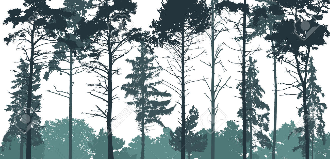 Pine forest silhouette. Natural coniferous trees. Beautiful landscape, woodland. Vector illustration - 166498553 Pine forest silhouette. Natural coniferous trees. Beautiful landscape, woodland. Vector illustration - 166498553