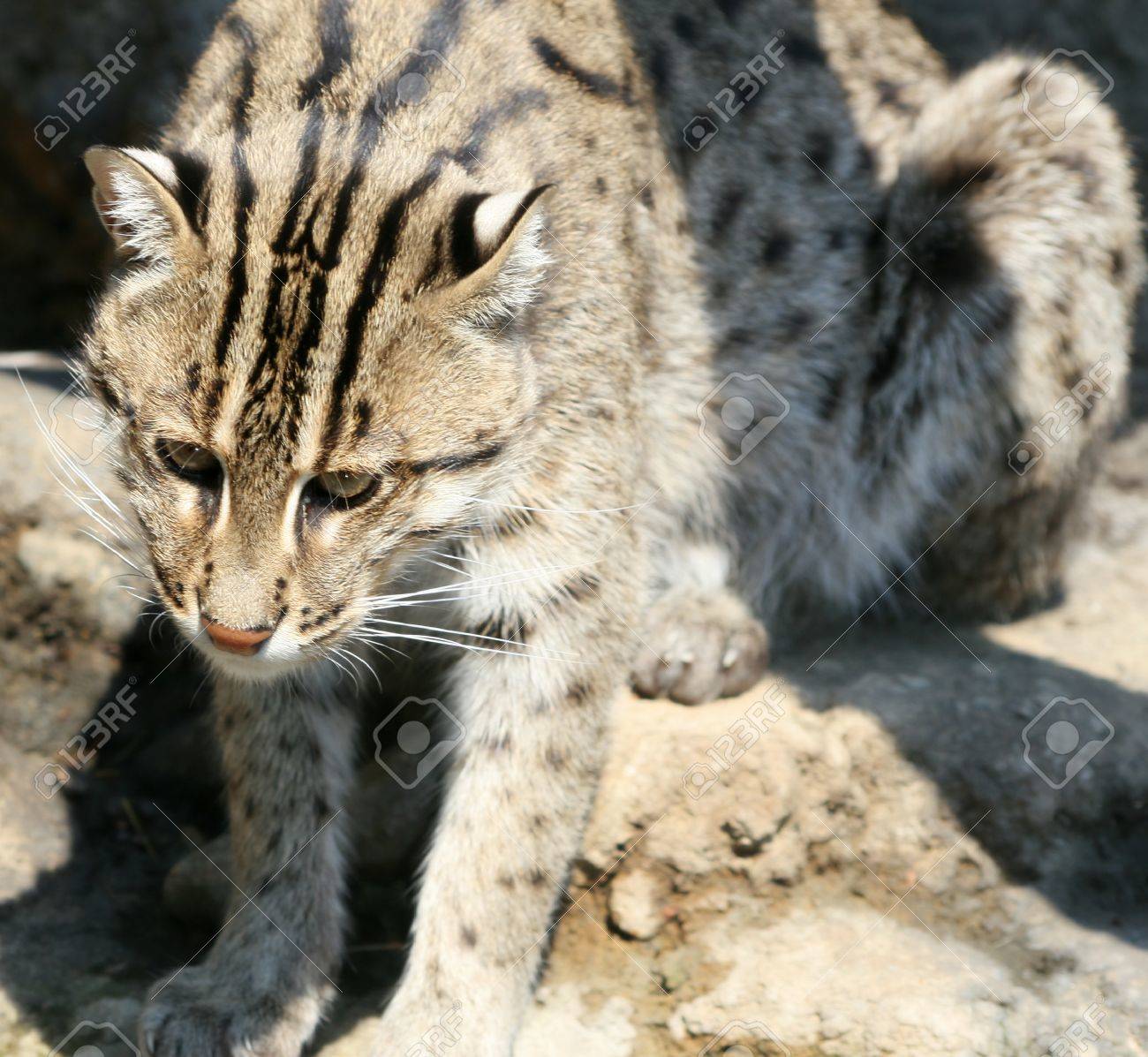 etiam-dictum-ipsum-a-felis