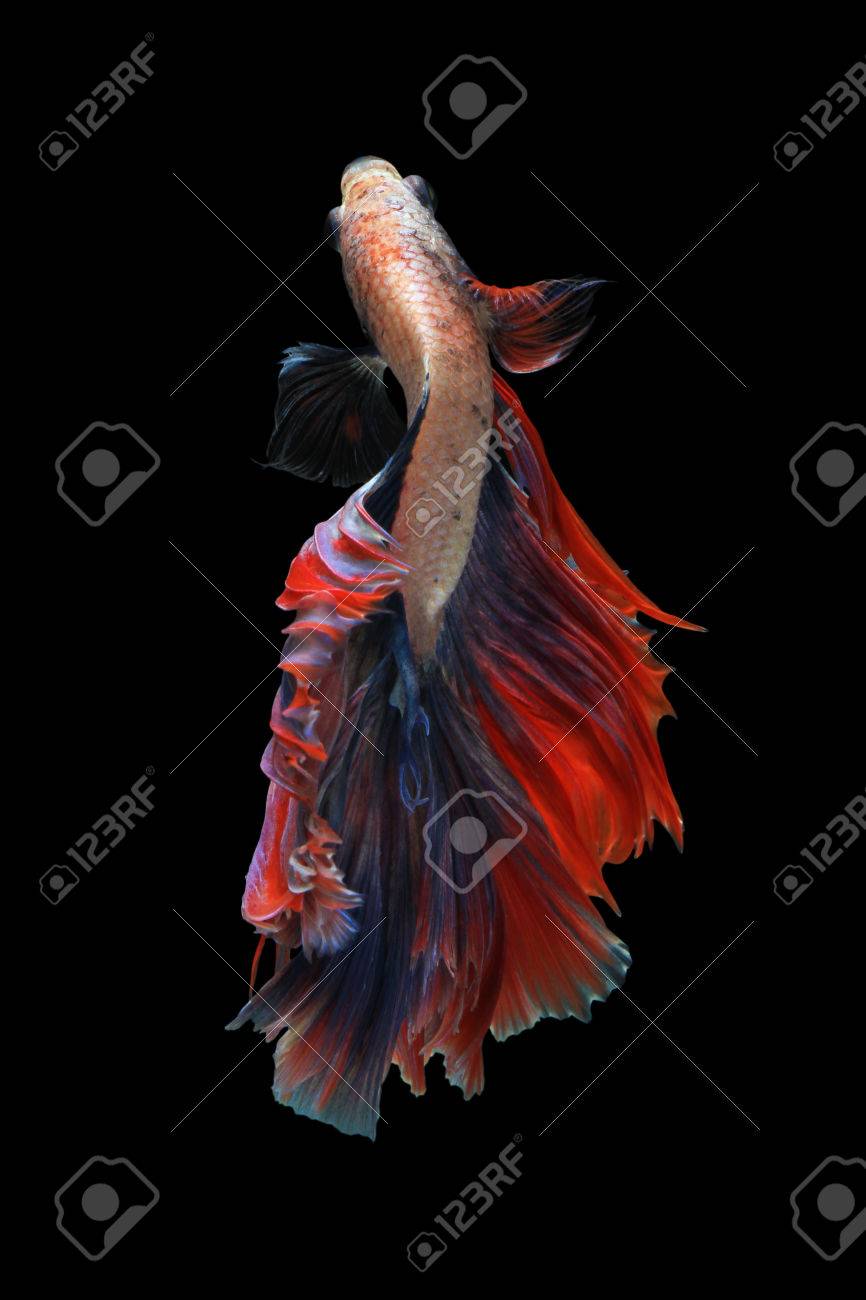 分離の黒い背景にベタの魚 マスコット ダブル テール バレリーナ Betta の魚 の写真素材 画像素材 Image 4913 分離の黒い背景にベタの魚 マスコット ダブル テール バレリーナ Betta の魚 の写真素材 画像素材 Image 4913
