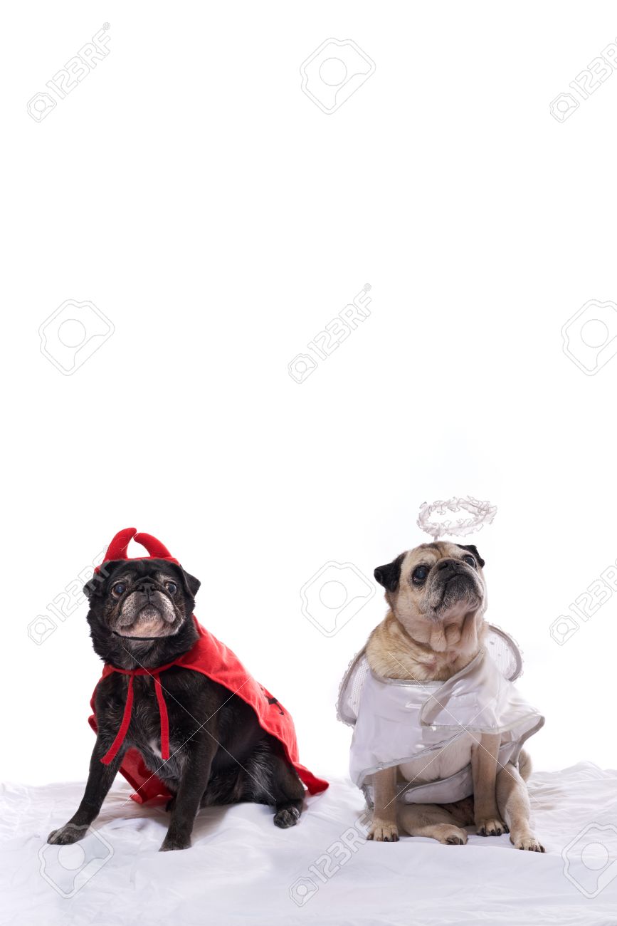 天使と悪魔の衣装に身を包んだ黒とフォーンのパグ犬 の写真素材 画像素材 Image