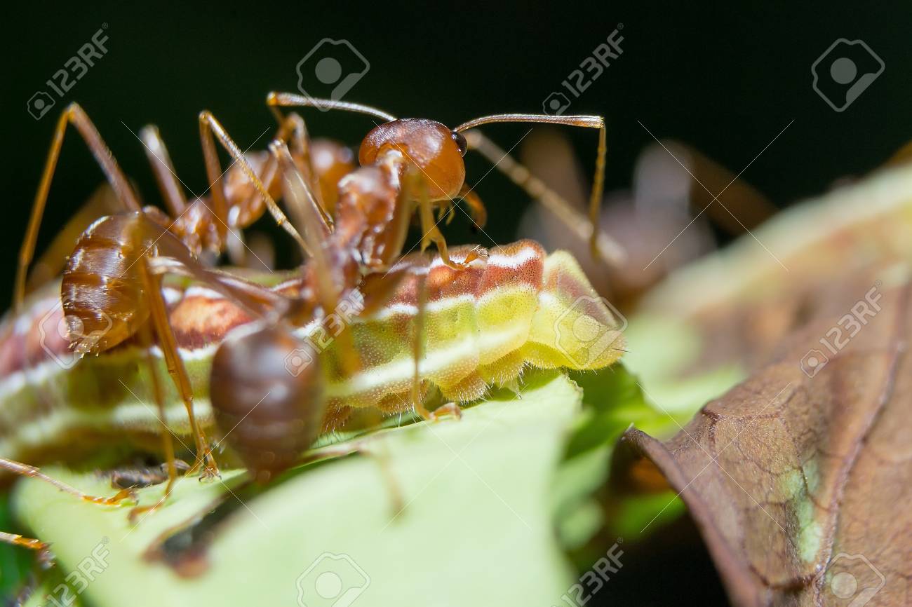 アリはアブラムシを保護する何かを傷つけていません の写真素材 画像素材 Image