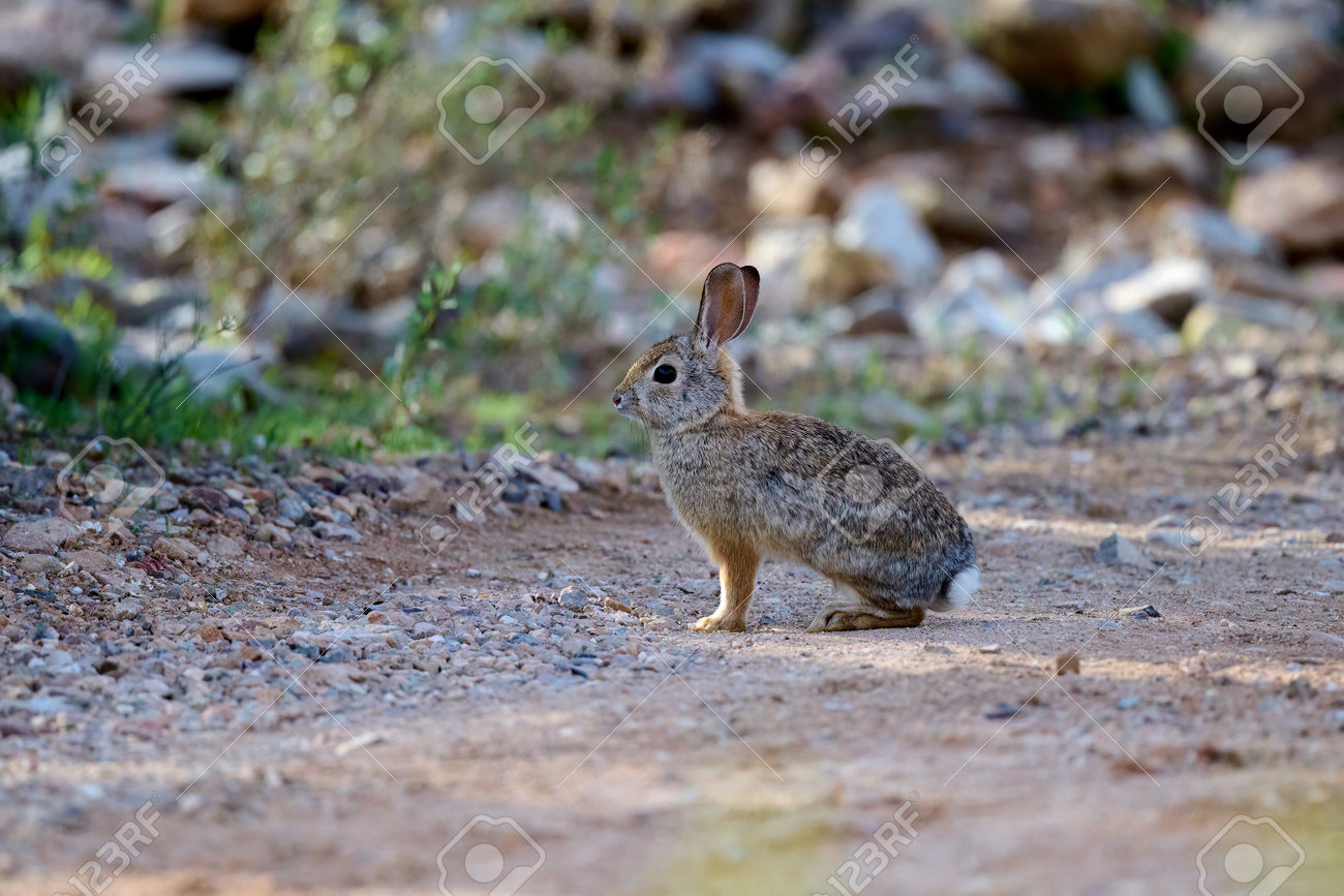 A Desert Cottontail Rabbit, Sylvilagus Audubonii, In The Sonoran Desert.  Tucson, Arizona, USA. Фотография, картинки, изображения и сток-фотография  без роялти. Image 200555780