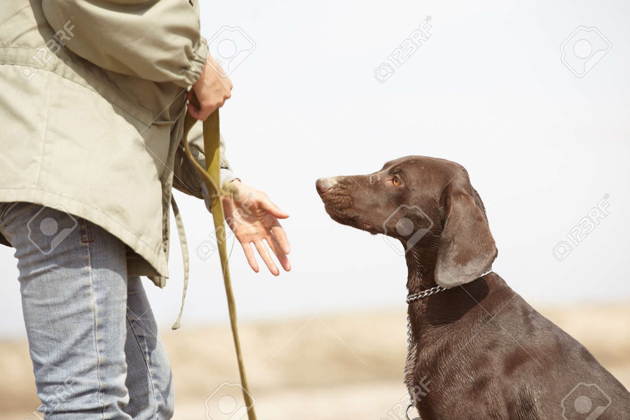 German short-haired pointer Kurzhaar and trainer outdoors. Natural light and colors - 9168423 German short-haired pointer Kurzhaar and trainer outdoors. Natural light and colors - 9168423