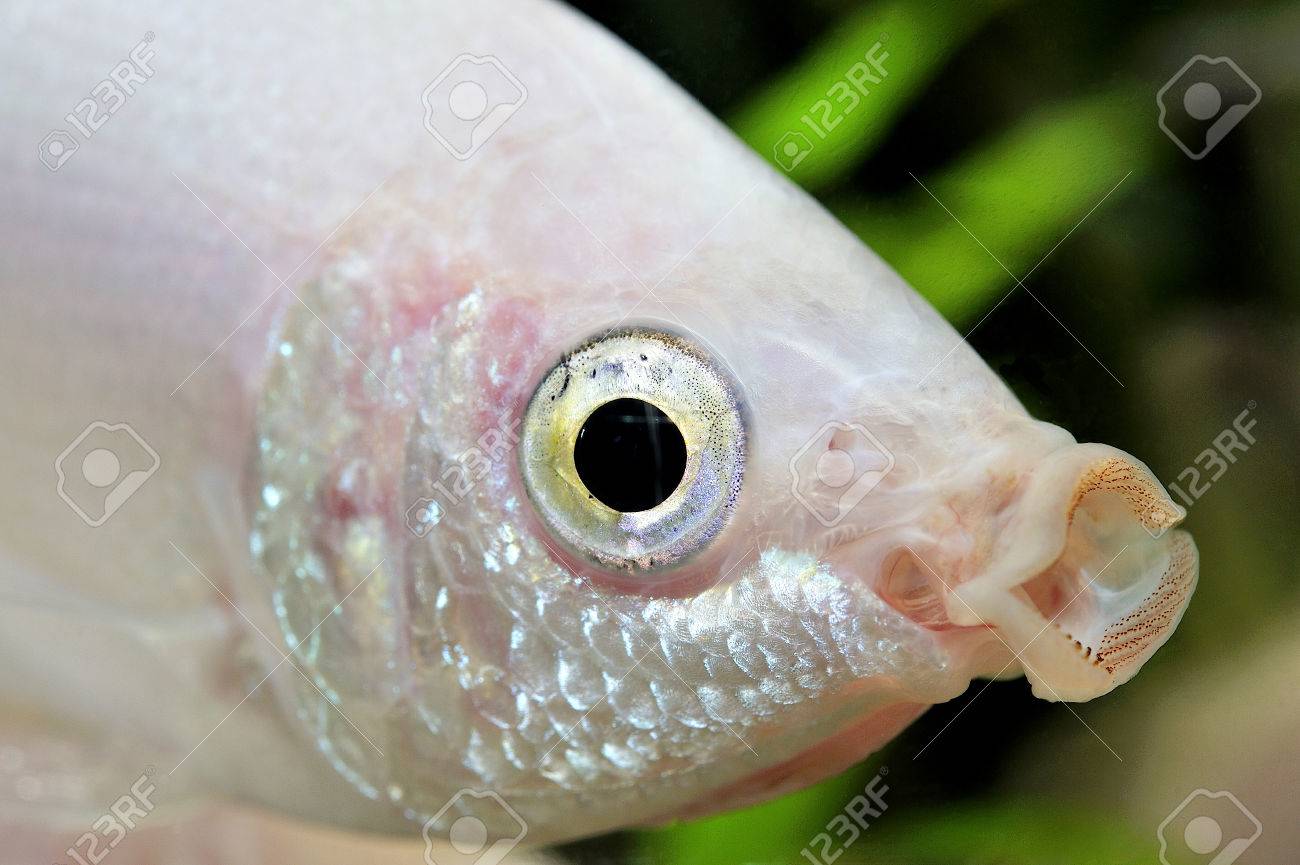 水族館の小さなピンクの魚 の写真素材 画像素材 Image