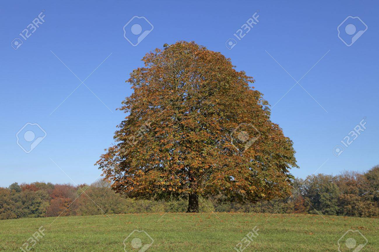 castano de indias arbol precio