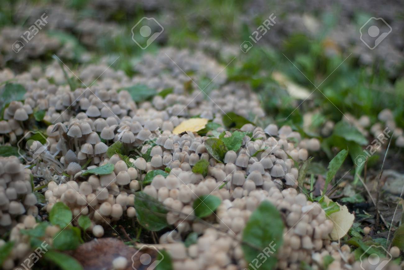 美しい菌糸キノコがたくさん森のキノコします の写真素材 画像素材 Image