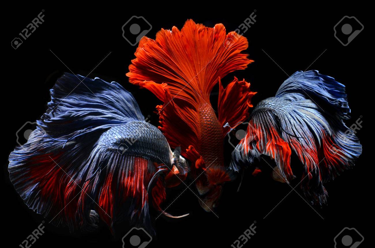 Saimese 戦闘魚の動きと黒の背景の色は カラフルな派手なベタを混合しました の写真素材 画像素材 Image