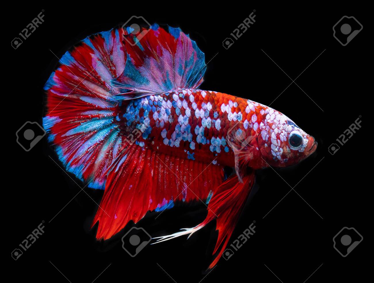 koi colored betta fish