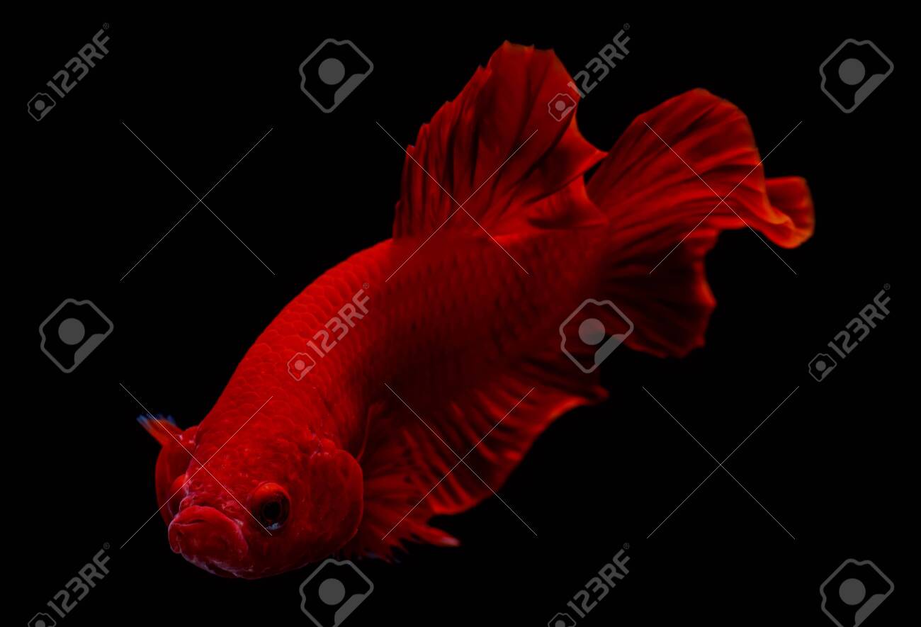 super red betta fish