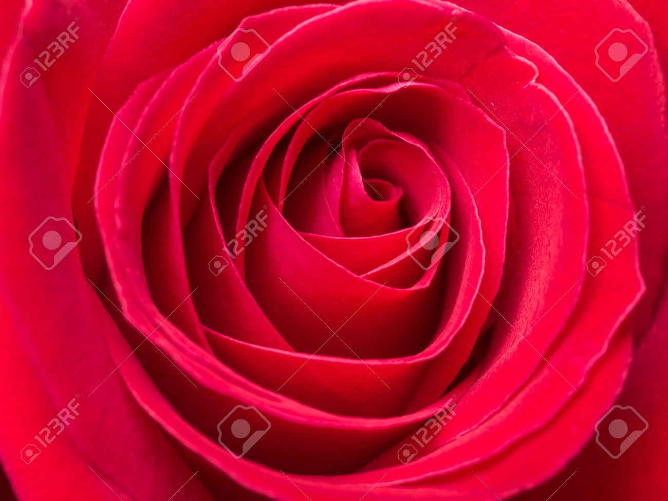 Rose Gros Plan Fleur Rouge Fond Texture Fond Décran Le Concept Damour