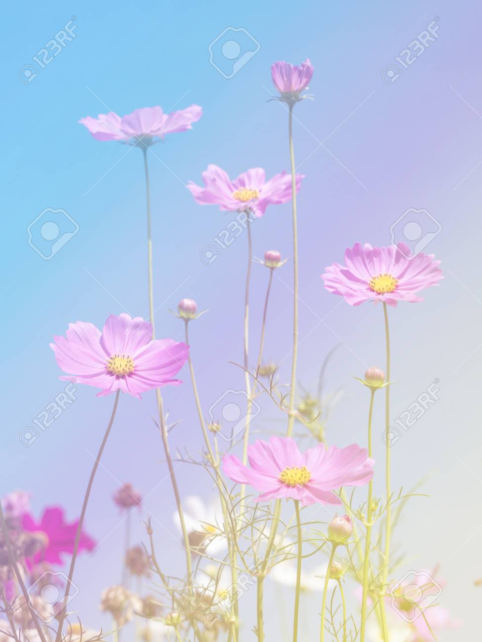 コスモスの花の背景 カラー フィルター効果で壁紙が作られました の写真素材 画像素材 Image