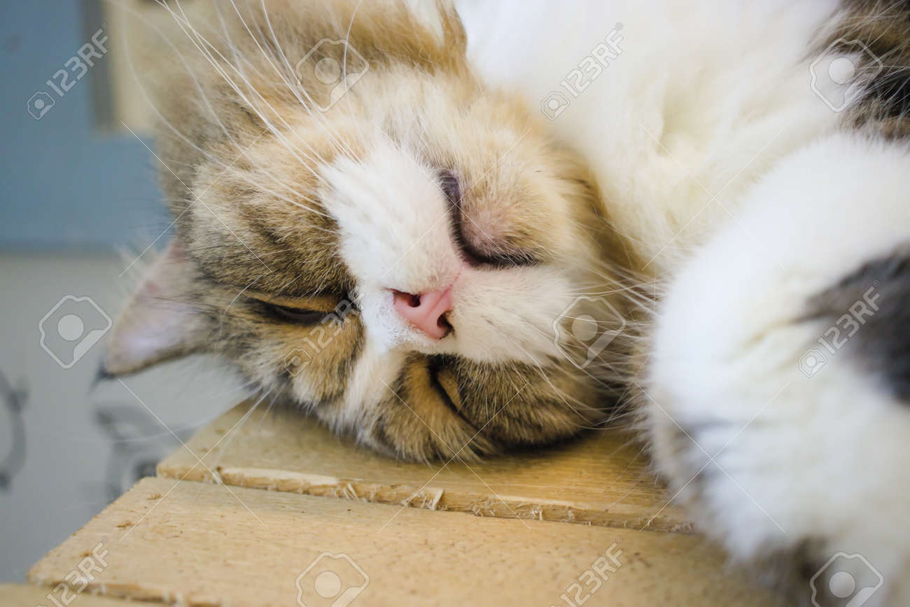 etiam-dictum-ipsum-a-felis