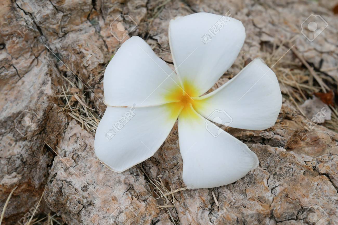 落ちたプルメリアの花 白と黄色のプルメリアが床に落ちた プルメリアの花のスパのコンセプトです の写真素材 画像素材 Image 落ちたプルメリアの花 白と黄色のプルメリアが床に落ちた プルメリアの花のスパのコンセプトです の写真素材 画像素材 Image