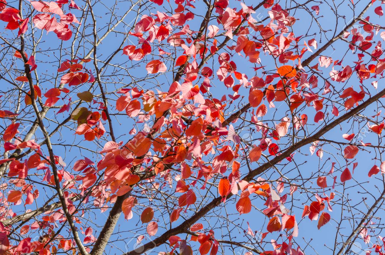 radiant red leaves on tree branches in front of a clear blue stock