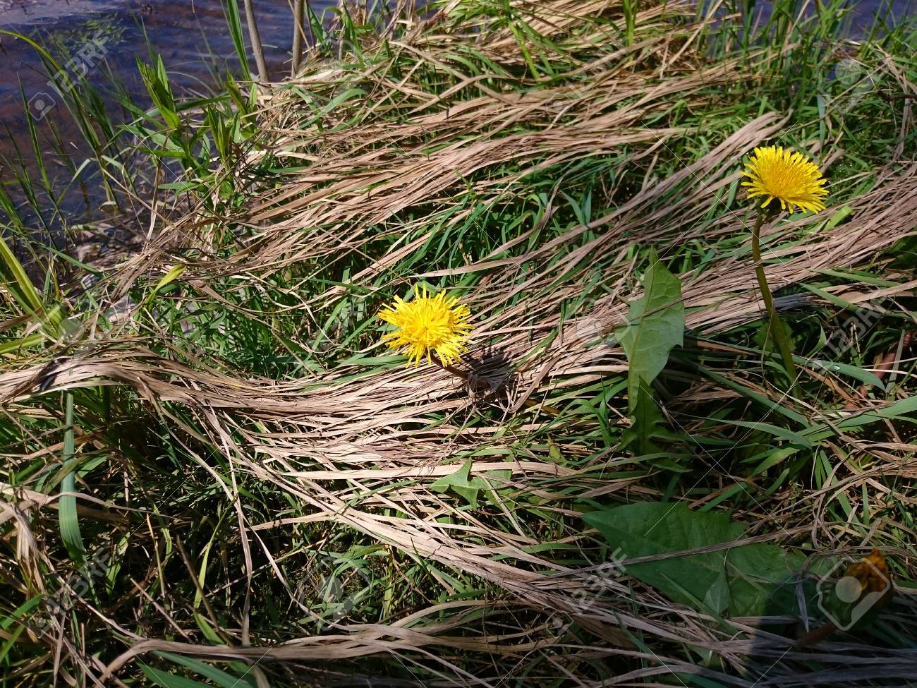 Pissenlit Jaune Fleurs Dans Lherbe Au Bord De La Rivière éclairée Par Le Soleil