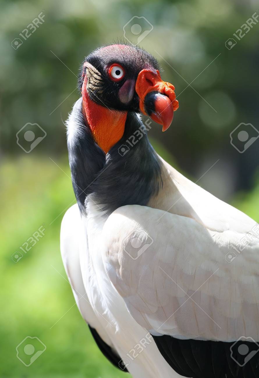 Gehockter Hasslicher Vogel Lizenzfreie Fotos Bilder Und Stock Fotografie Image 475901