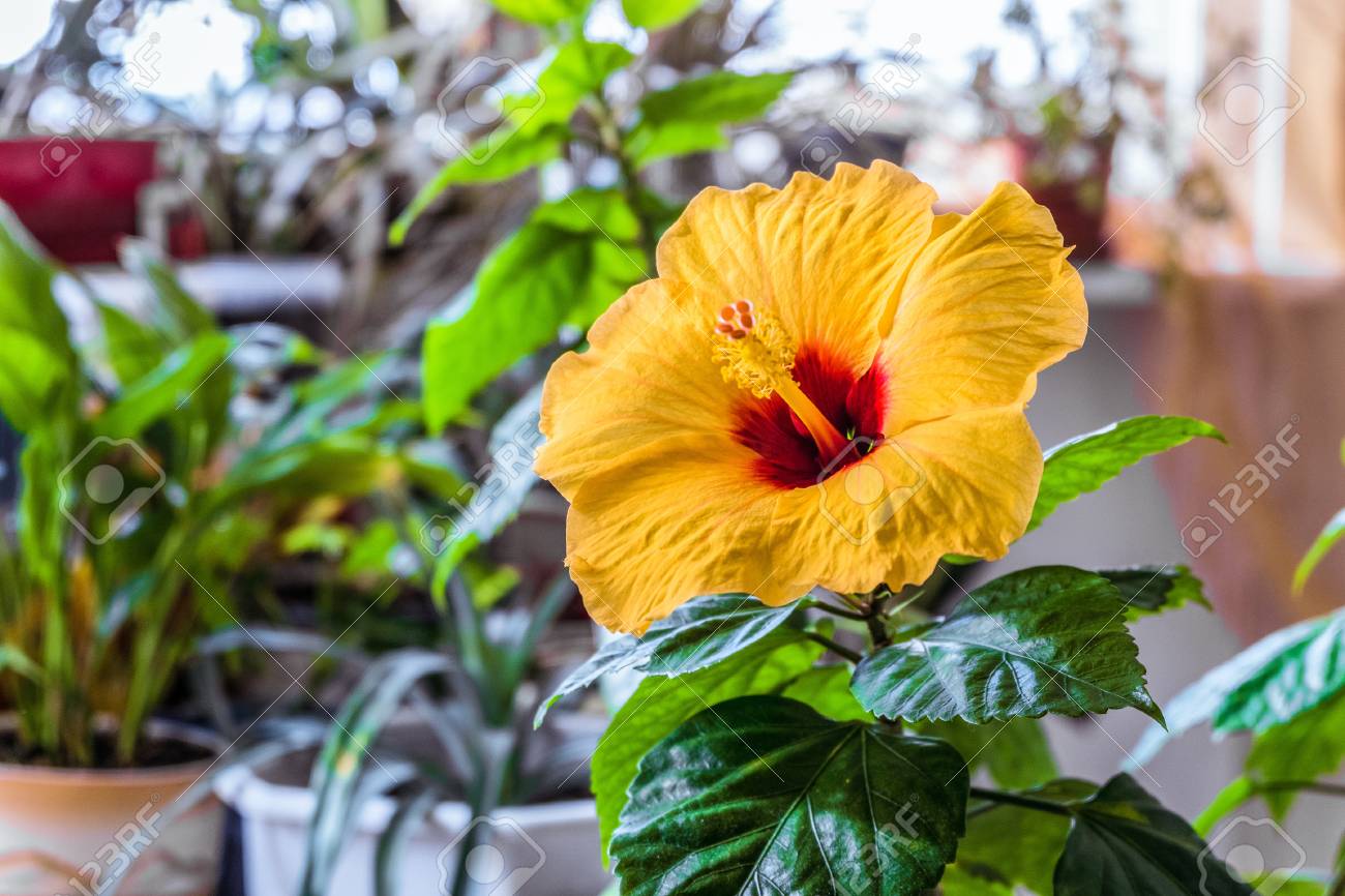 家の温室でオレンジのハイビスカスの花 中国のバラ フィールドの限られた深さは の写真素材 画像素材 Image