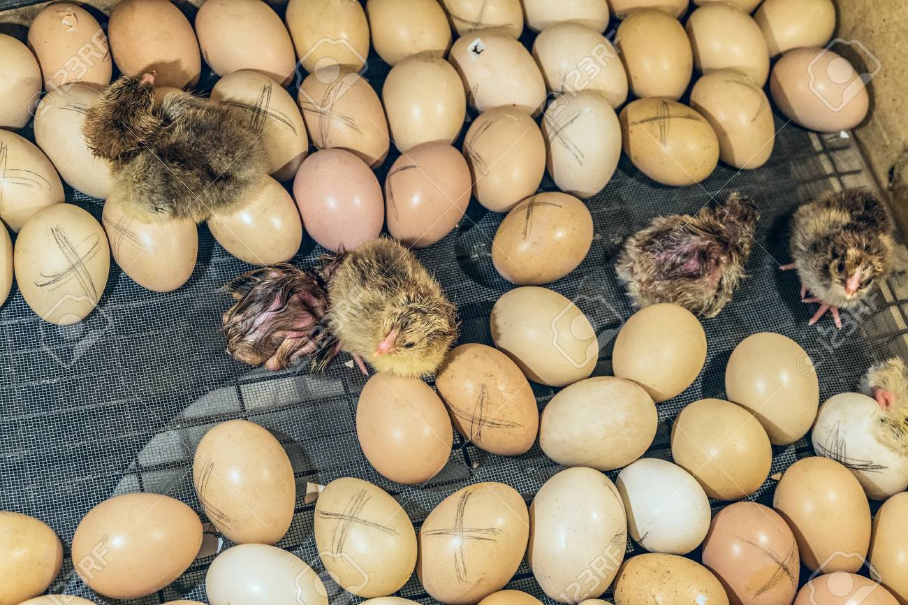家の農場のインキュベーターで小さな鶏を孵化と鶏の卵 の写真素材 画像素材 Image