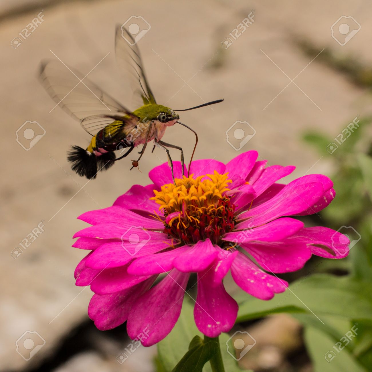 吸う甘いピンク色の花からハチドリ オオスカシバ の写真素材 画像素材 Image
