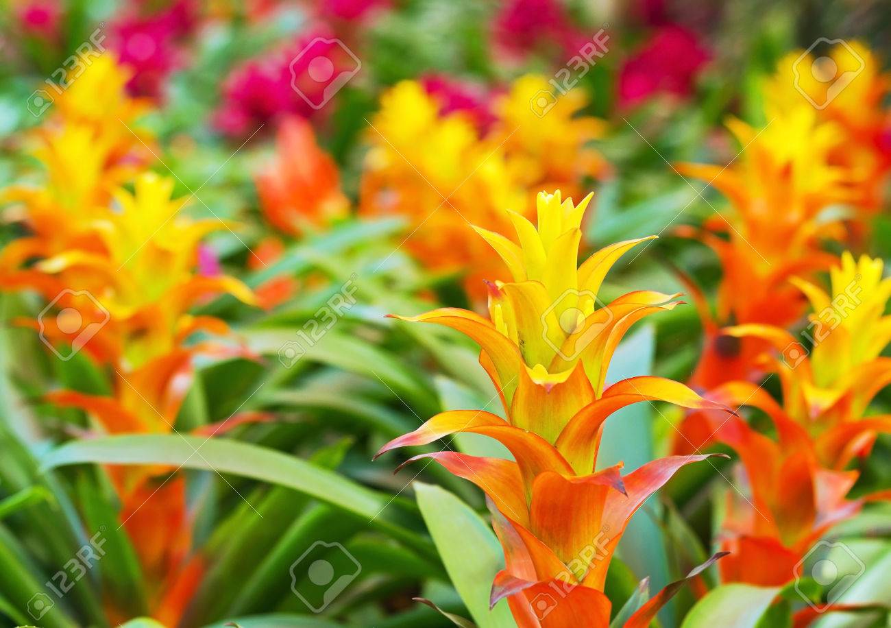 Jaune Orange Broméliacées Rosette Fleurs De Forme En Fleur Au Printemps Fasciata Aechmea Broméliacées